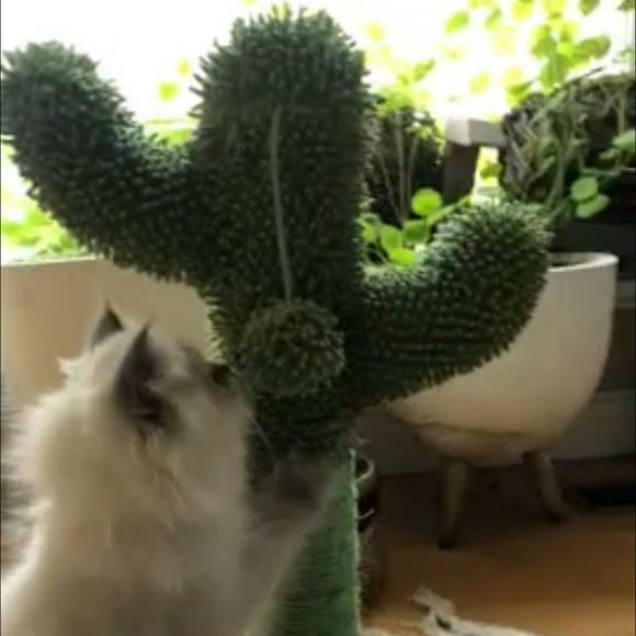 🌵 adorable bohemian desert cactus cat scratcher made of natural Sisal  rope🌵 - Picture 10 of 17